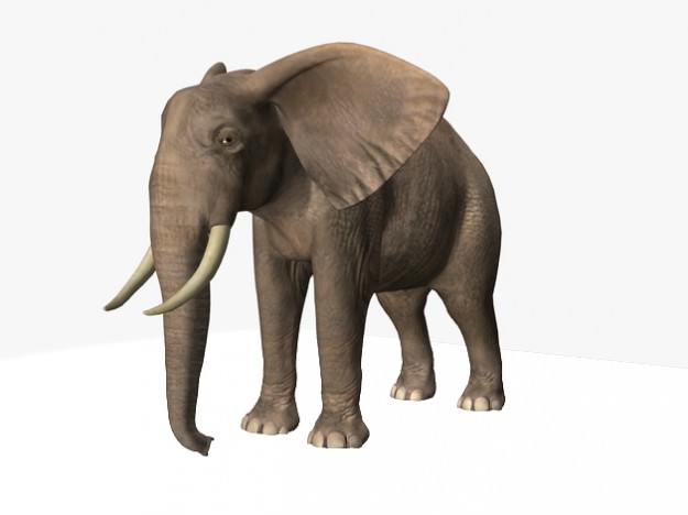 African Elephant 3D model_4