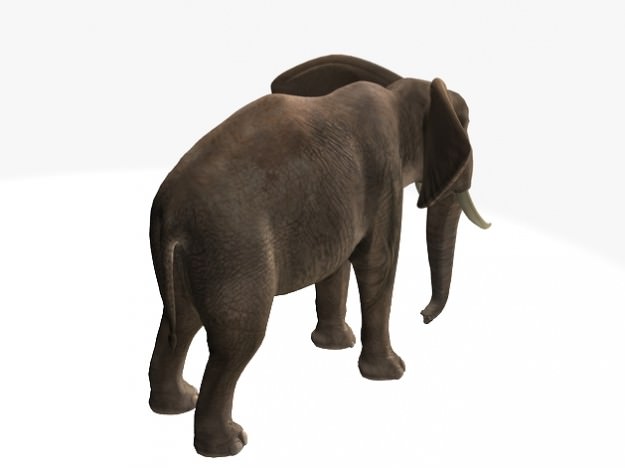 African Elephant 3D model_5
