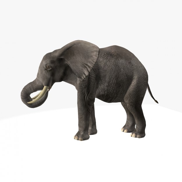 African Elephant 3D model_17