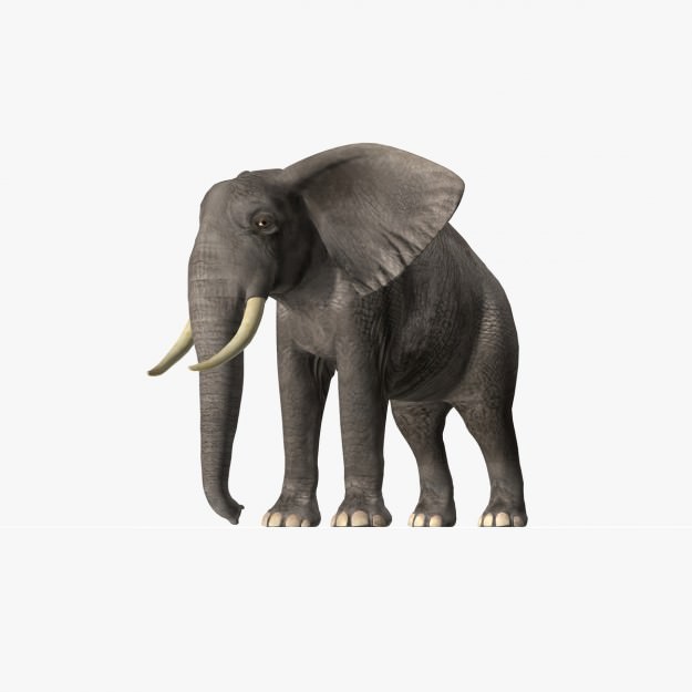 African Elephant 3D model_14