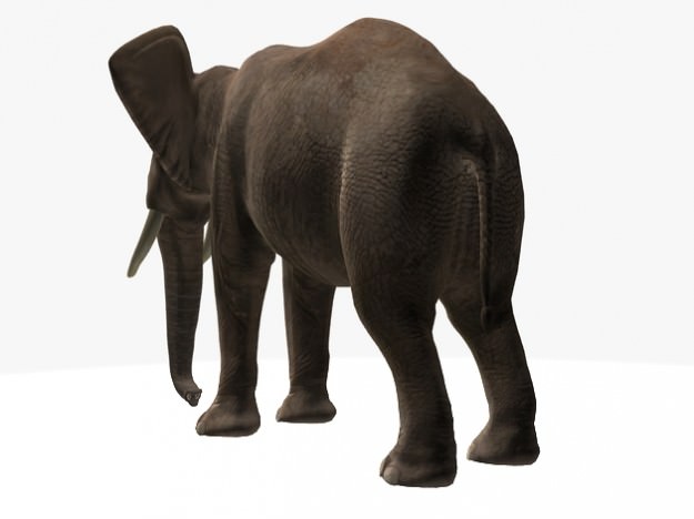 African Elephant 3D model_6