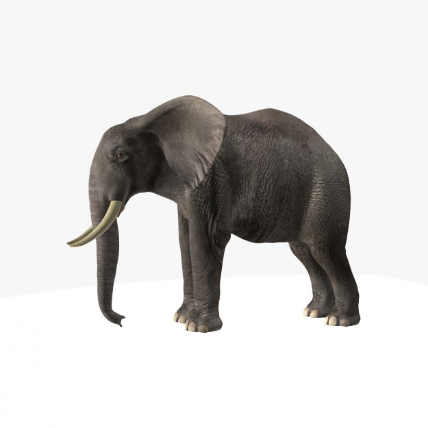 African Elephant 3D model_10