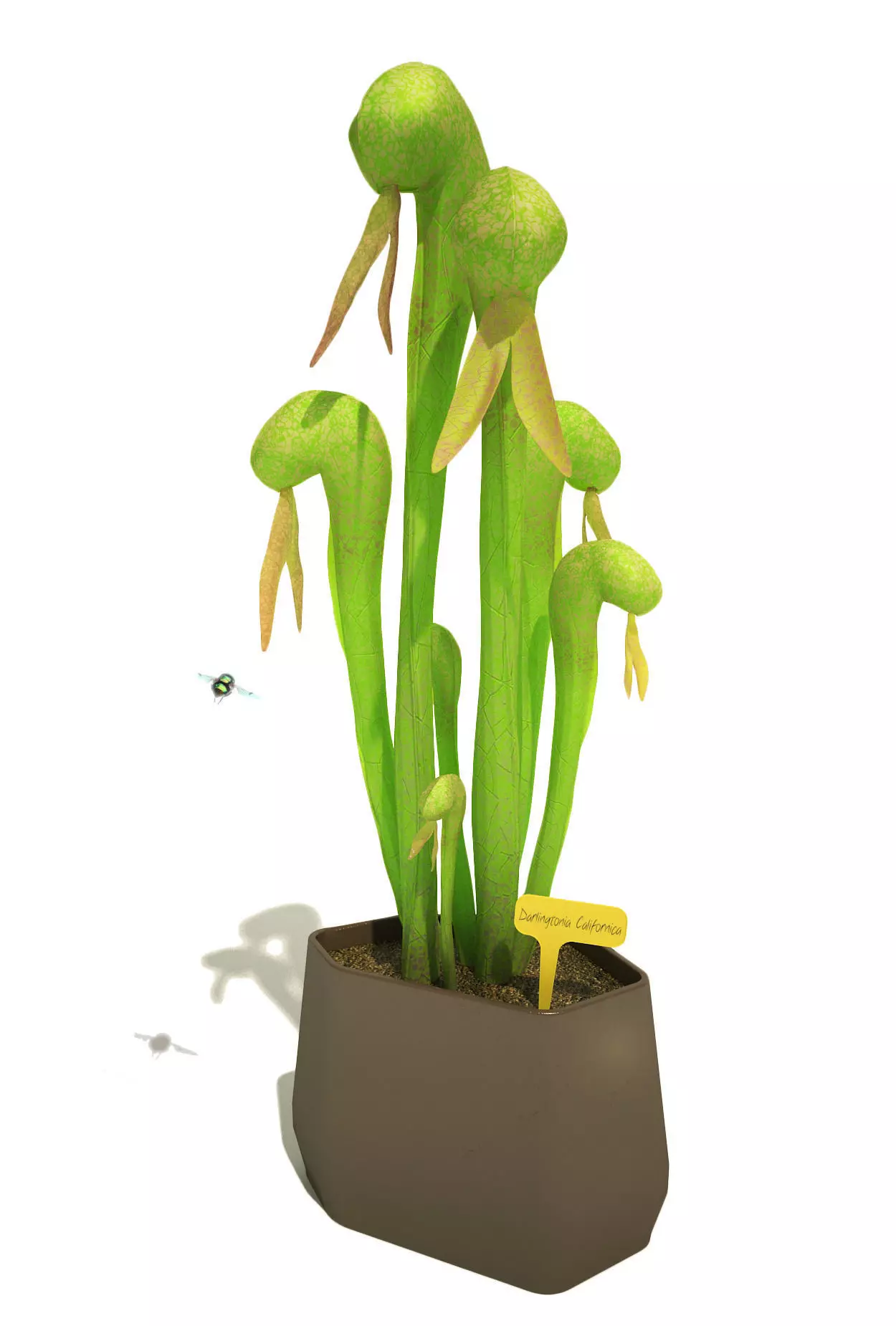 Carnivorous Plant -  Darlingtonia Californica 3D model_0
