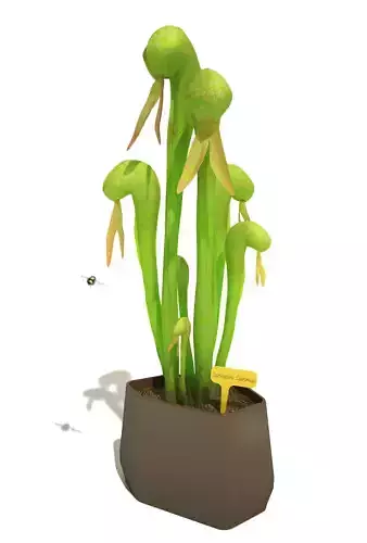 Carnivorous Plant -  Darlingtonia Californica 3D model Carnivorous Plant -  Darlingtonia Californica 3D model