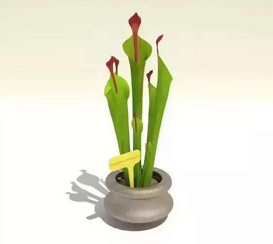 Carnivorous Plant - Heliamphora chimantensis 3D model