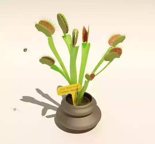 Carnivorous Plant - Dionaea muscipula 3D model