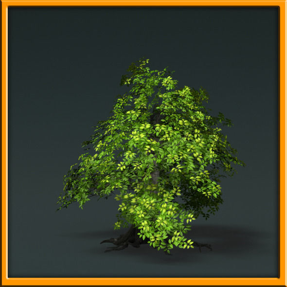 Tree - set 02  Low-poly 3D model_42