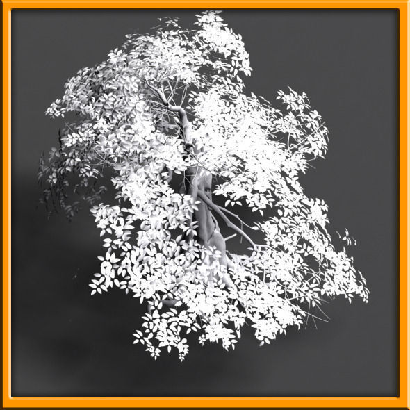 Tree - set 02  Low-poly 3D model_13