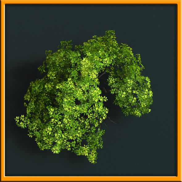 Tree - set 02  Low-poly 3D model_9