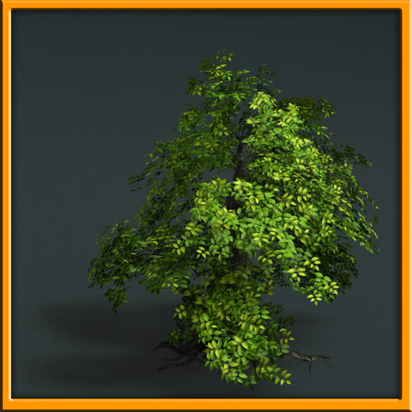 Tree - set 02  Low-poly 3D model_6