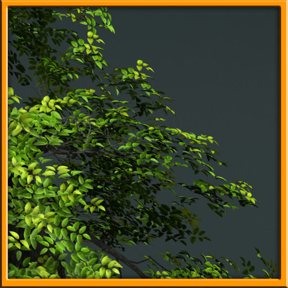 Tree - set 02  Low-poly 3D model_3