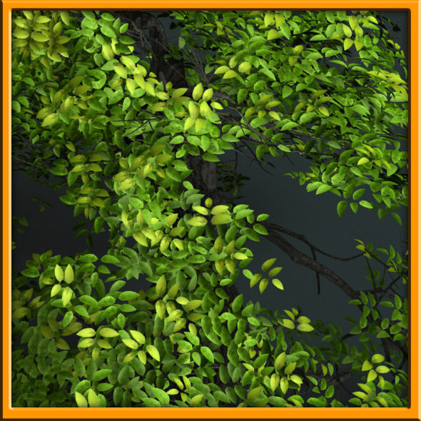 Tree - set 02  Low-poly 3D model_5