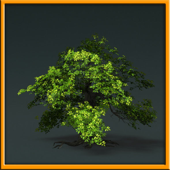 Tree - set 02  Low-poly 3D model_33