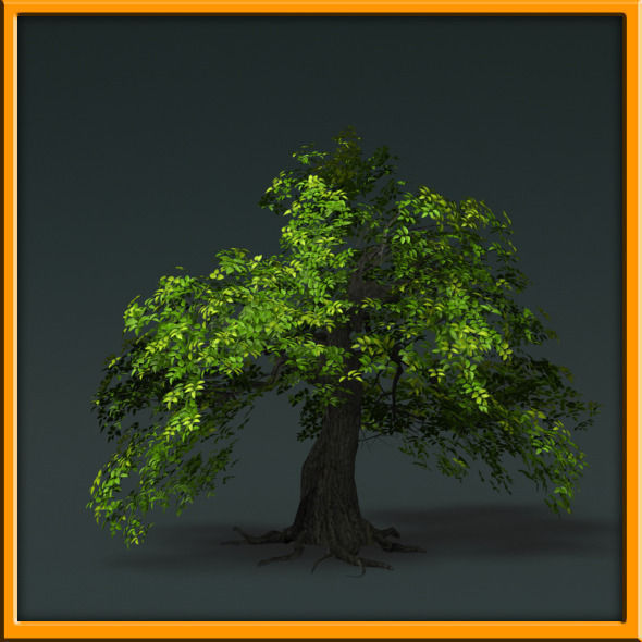 Tree - set 02  Low-poly 3D model_37