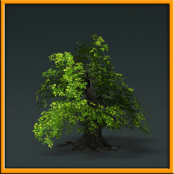Tree - set 02  Low-poly 3D model_30