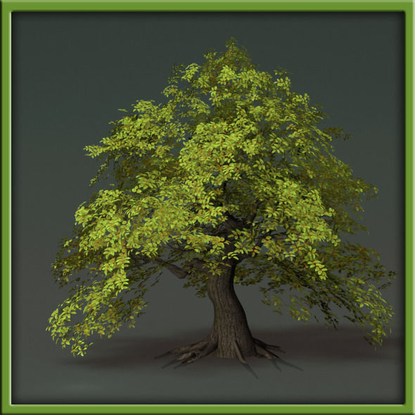 Tree - V03 3D model_29