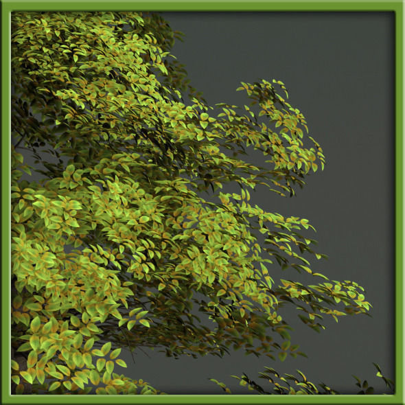 Tree - V03 3D model_5
