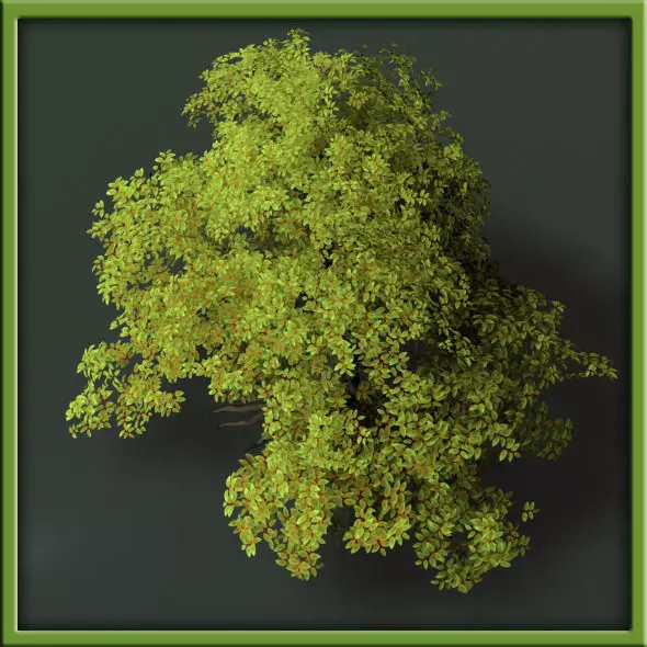 Tree - V03 3D model_0