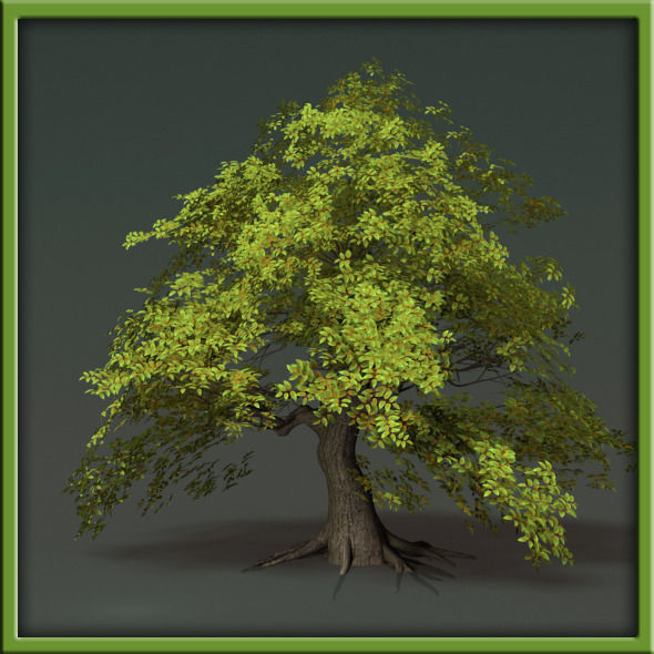Tree - V03 3D model_27