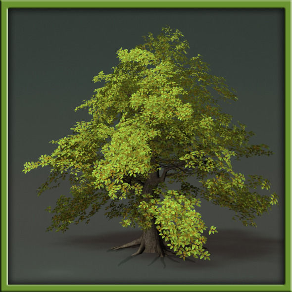 Tree - V03 3D model_25