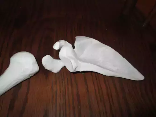 Shoulder Blade - Right Human Scapula Full Scale 3D print model