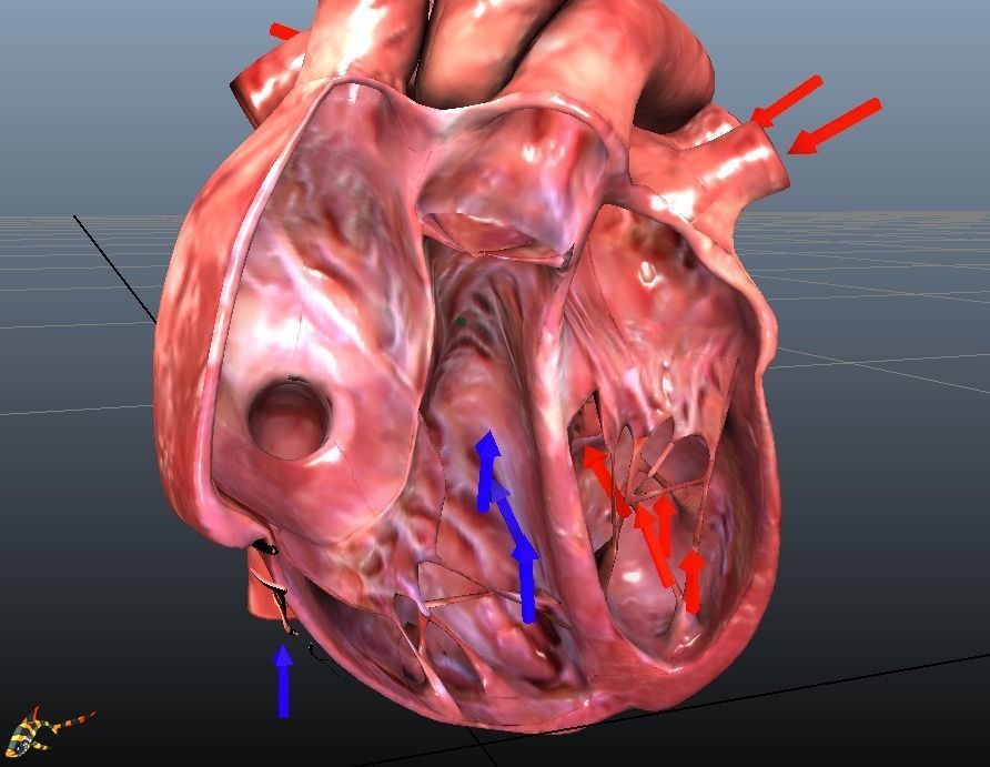 HUMAN HEARTS Animated Low-poly 3D model_6