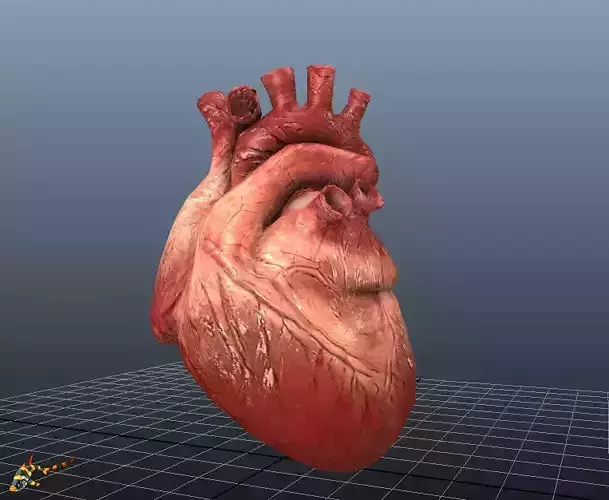 HUMAN HEARTS Animated Low-poly 3D model