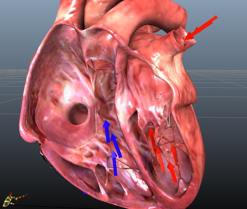 HUMAN HEARTS Animated Low-poly 3D model_2