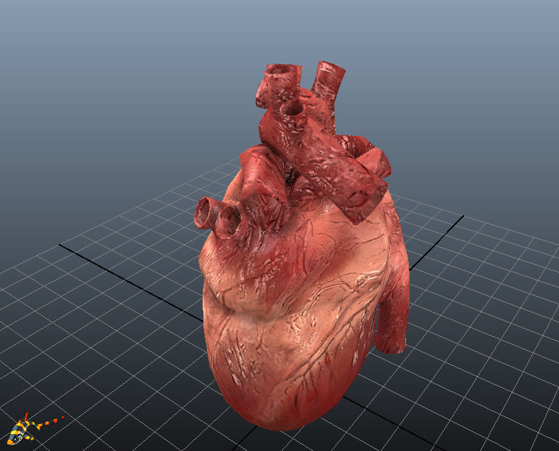 HUMAN HEARTS Animated Low-poly 3D model_3