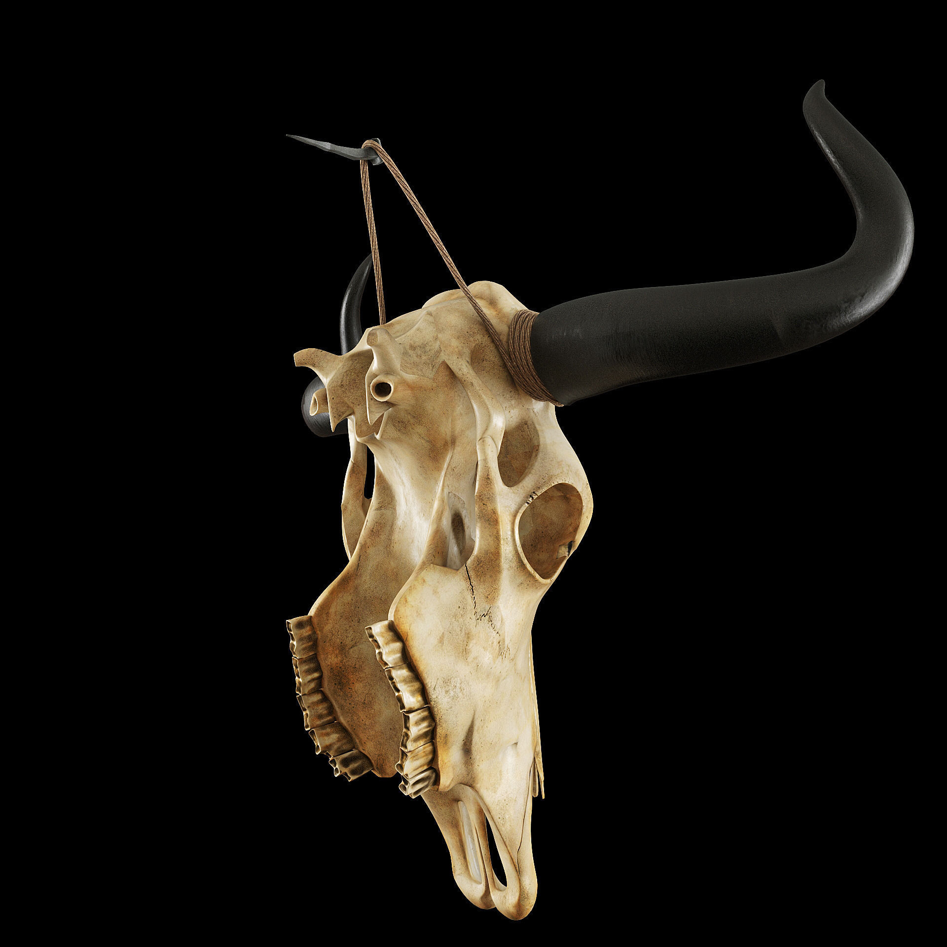 Cow skull 3D model_7