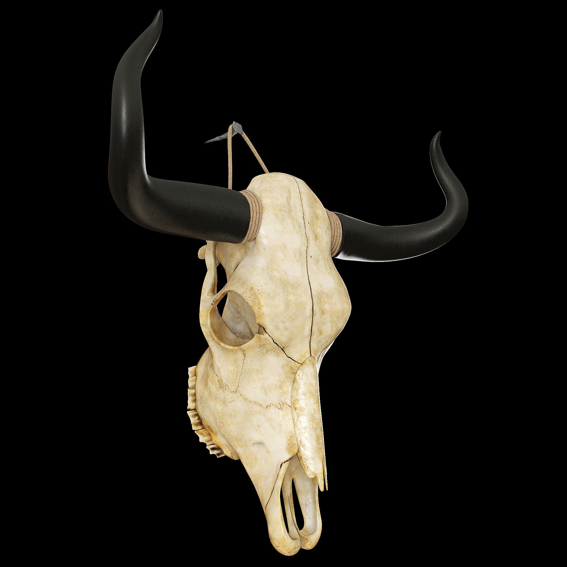 Cow skull 3D model_8