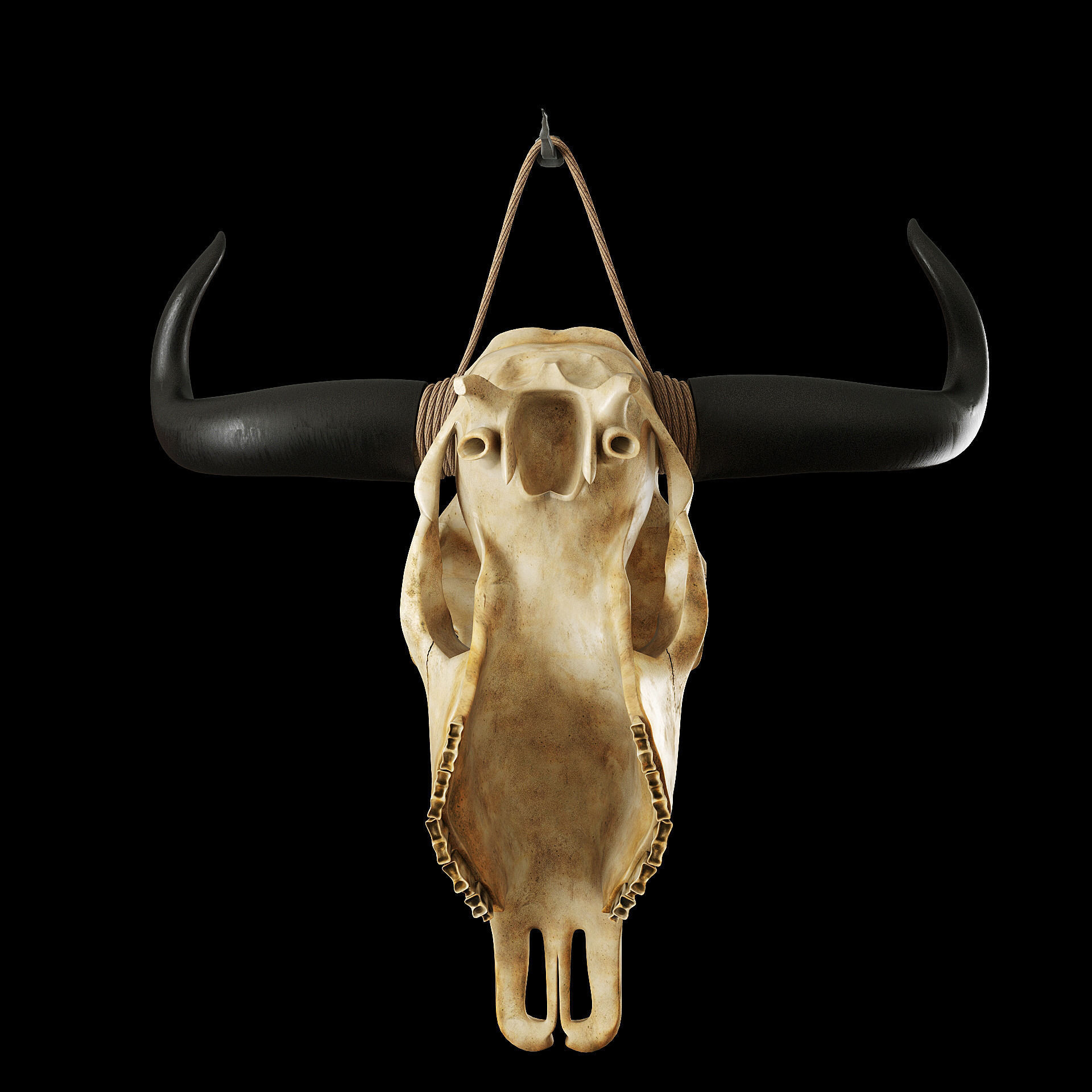 Cow skull 3D model_6