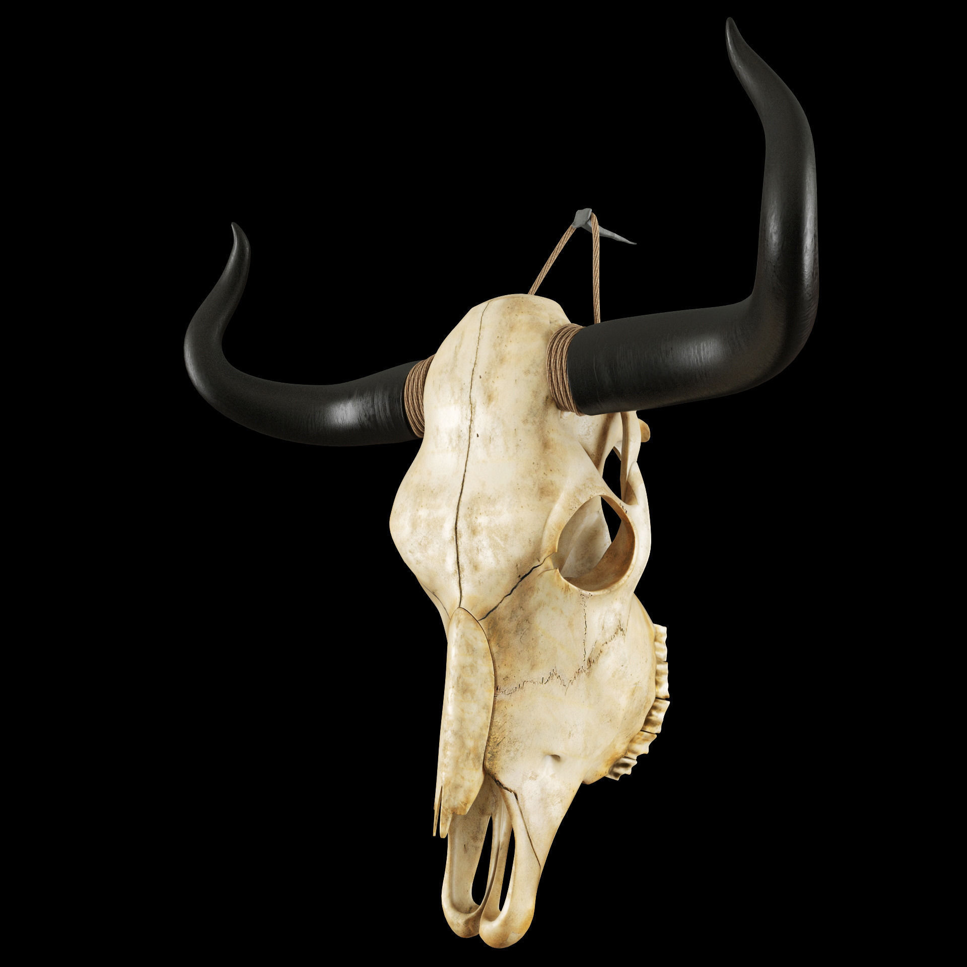 Cow skull 3D model_3