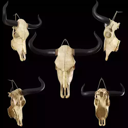 Cow skull 3D model