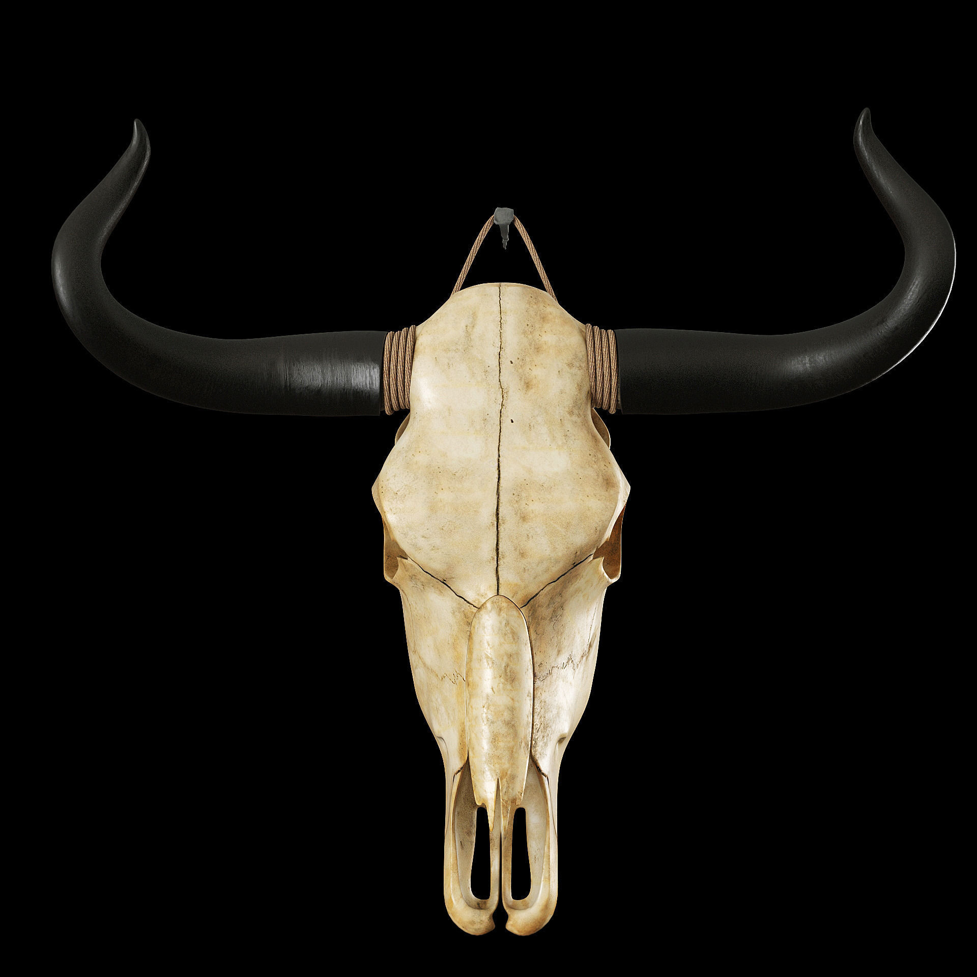 Cow skull 3D model_5