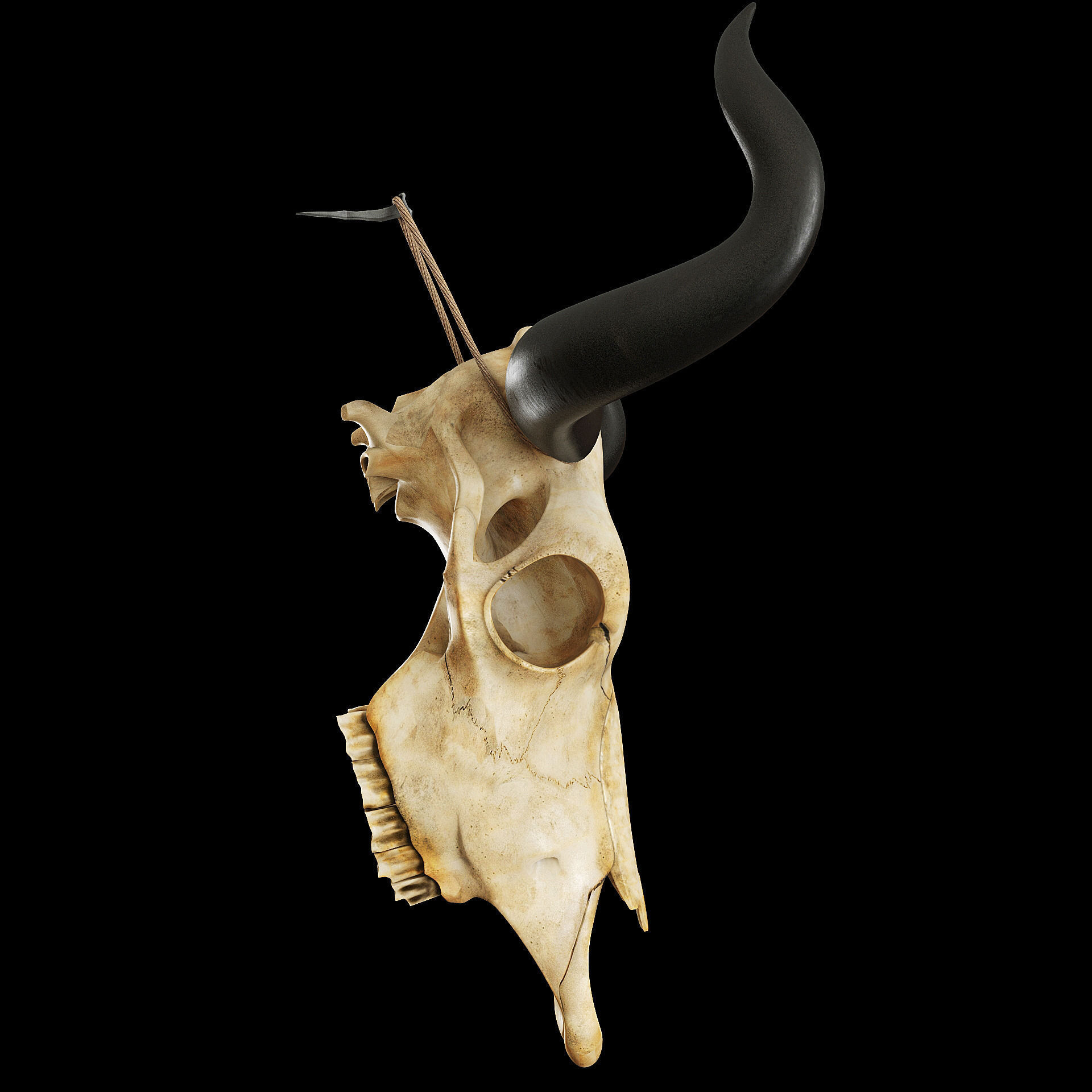 Cow skull 3D model_9
