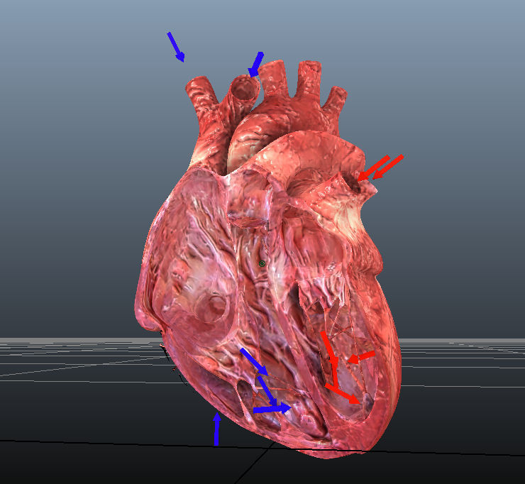 Animated Human Hearts 3D model_4