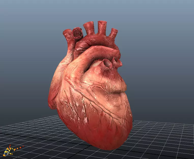 Animated Human Hearts 3D model_0
