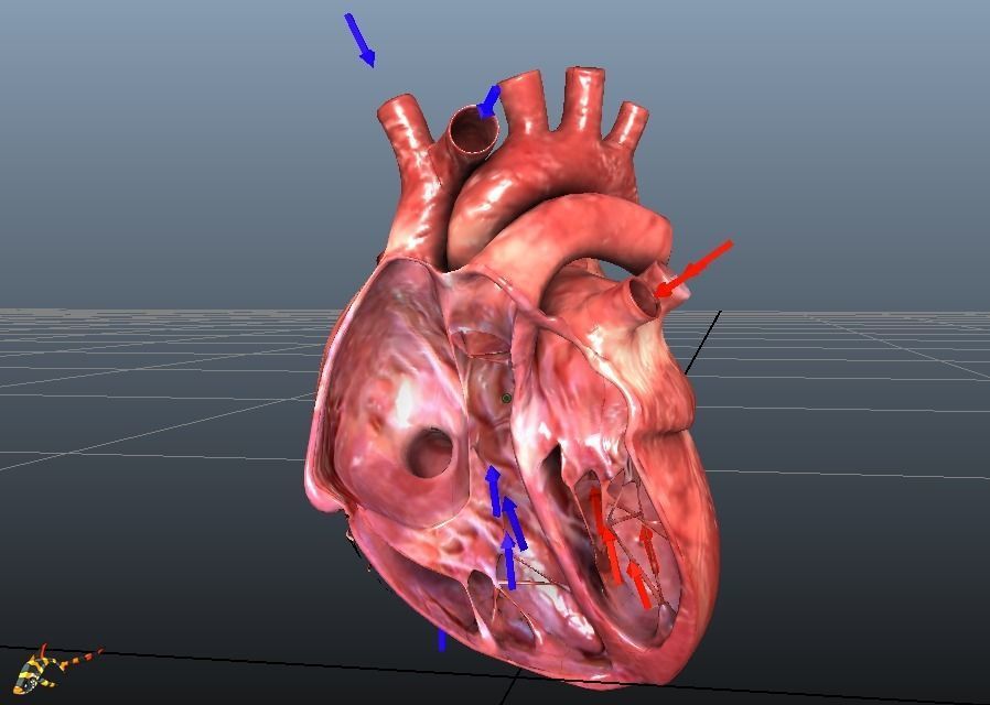 Animated Human Hearts 3D model_5