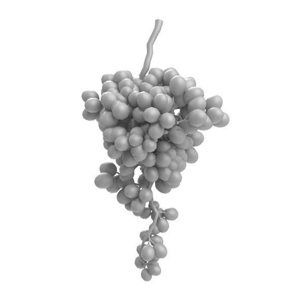 Grape branch 3D model_2