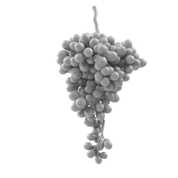 Grape branch 3D model_1