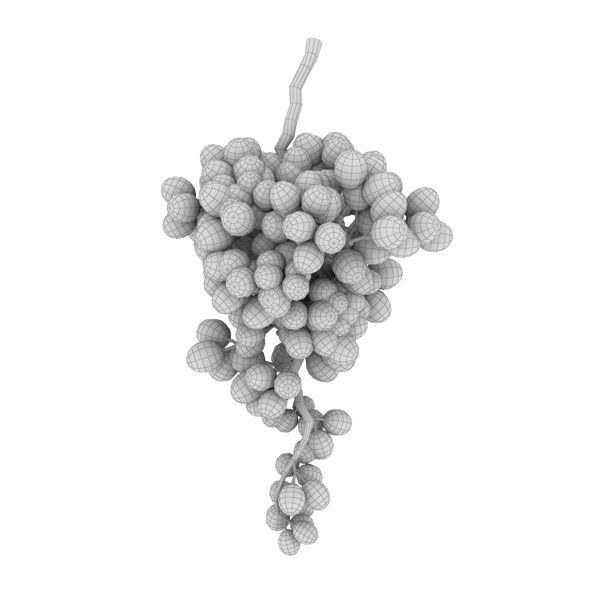 Grape branch 3D model_3