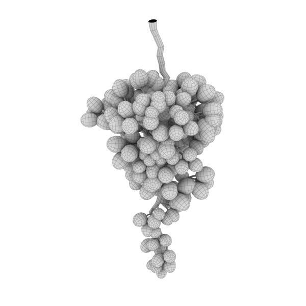 Grape branch 3D model_5