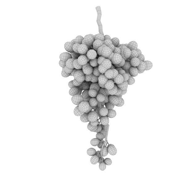 Grape branch 3D model_4