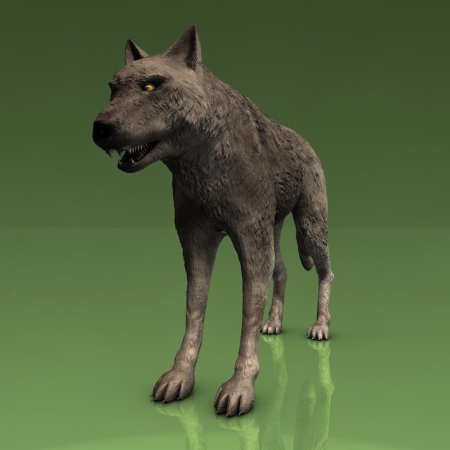 Detailed grey wolf Low-poly 3D model_2