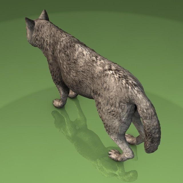 Detailed grey wolf Low-poly 3D model_3