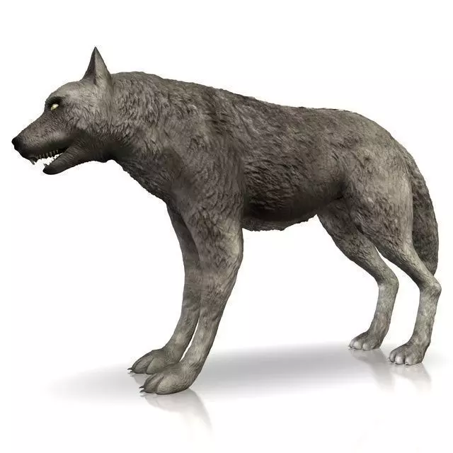 Detailed grey wolf Low-poly 3D model_0
