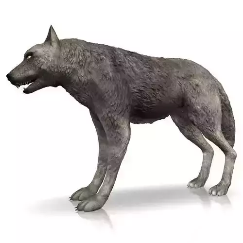 Detailed grey wolf Low-poly 3D model