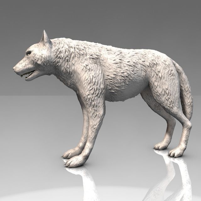 Detailed grey wolf Low-poly 3D model_5