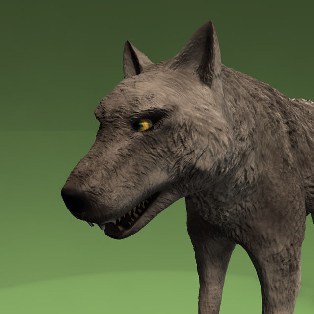 Detailed grey wolf Low-poly 3D model_4